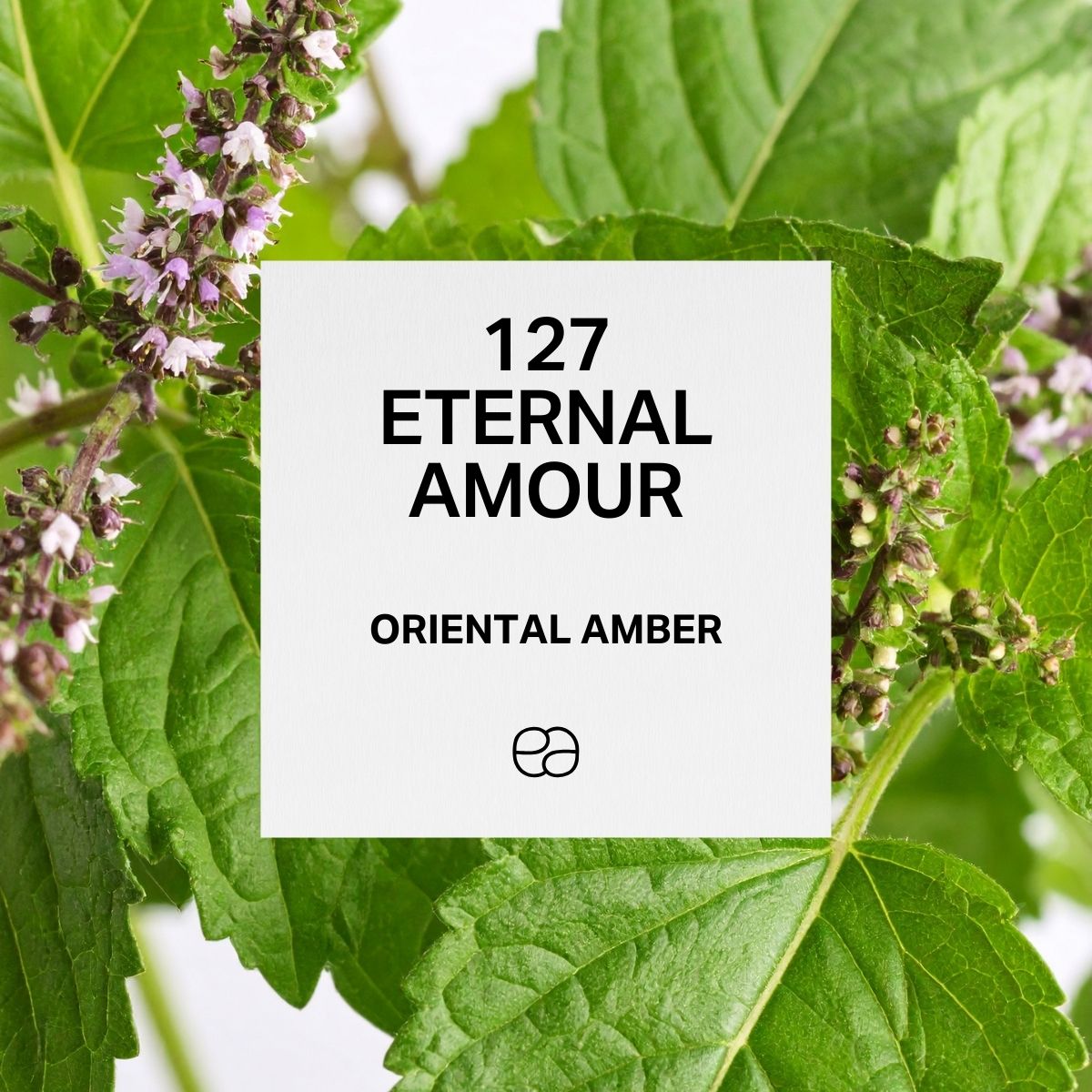 Eternal Amour